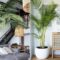 How to decorate plants in living room