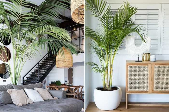 How to decorate plants in living room