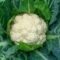 How to cook cauliflower in bengali style