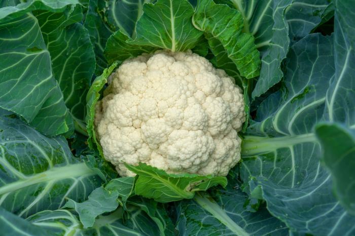 How to cook cauliflower in bengali style